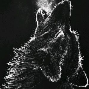 Meet your Posher, Tanner